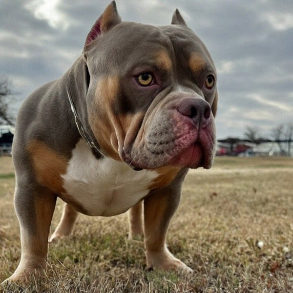 American Bully in Grand Prairie, Texas