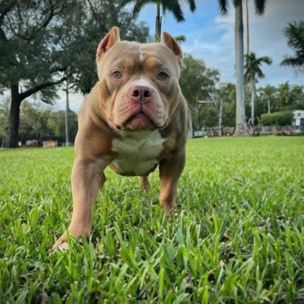 American Bully in Hialeah, Florida