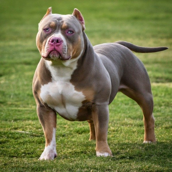 American Bully in Irving, Texas