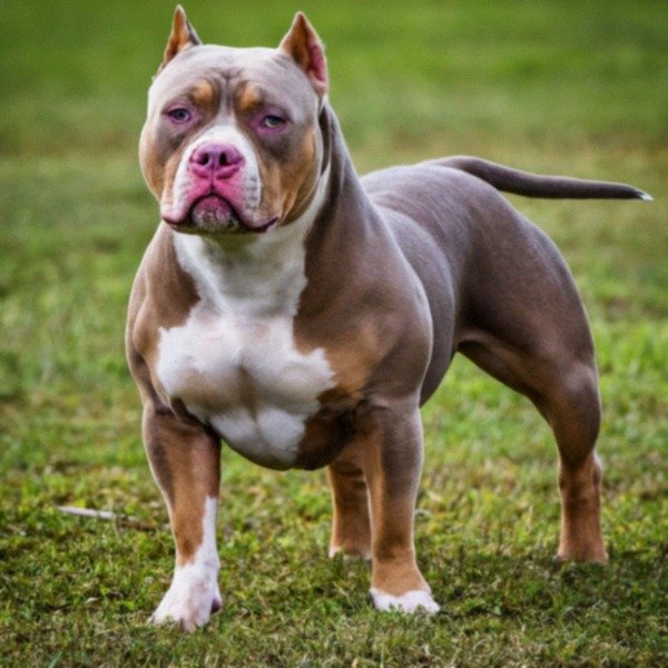 American Bully in Jacksonville, Florida