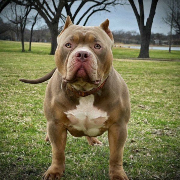 American Bully in Mckinney, Texas