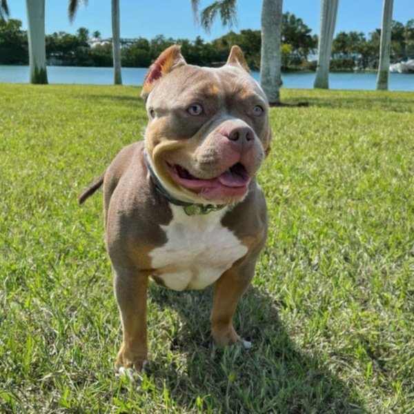 American Bully in Miami, Florida
