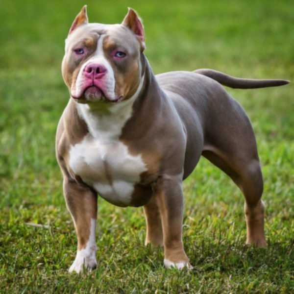American Bully in Orlando, Florida
