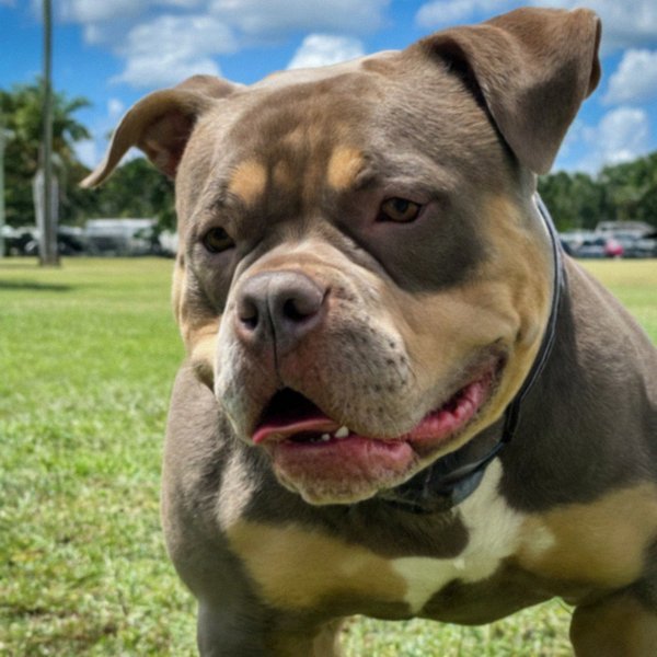 American Bully in Pembroke Pines, Florida