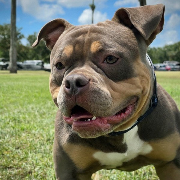 American Bully in St. Petersburg, Florida