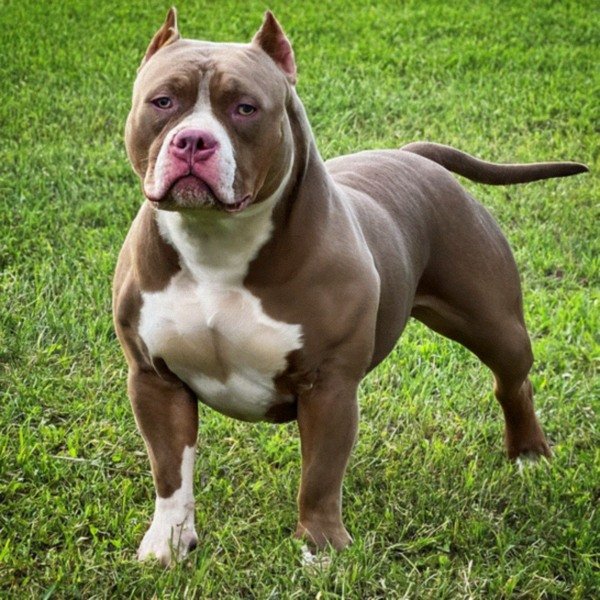 American Bully in Tampa, Florida