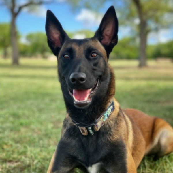 Belgian Malinois in Amarillo, Texas