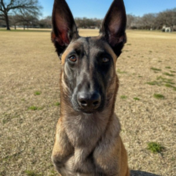 Belgian Malinois in Austin, Texas