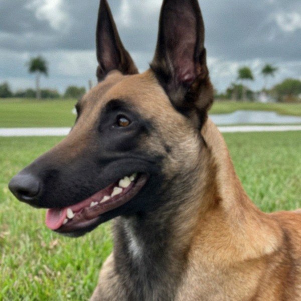 Belgian Malinois in Cape Coral, Florida