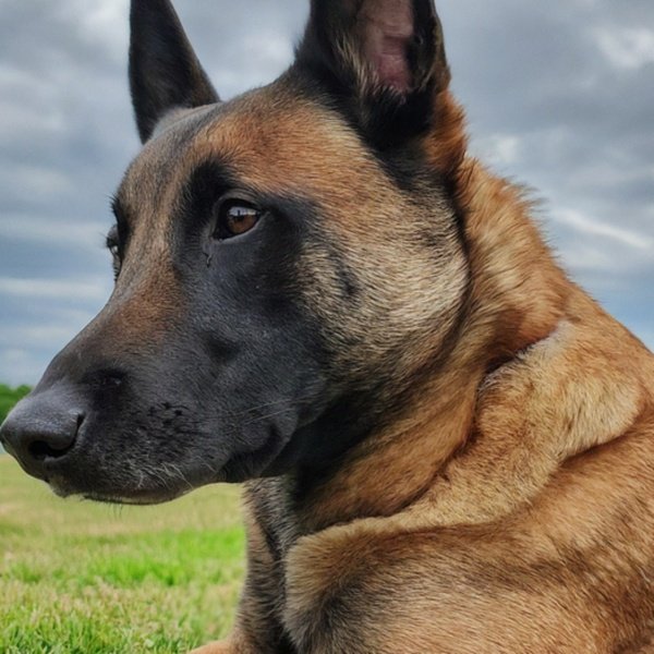Belgian Malinois in Dallas, Texas