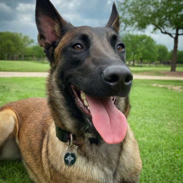 Belgian Malinois in Frisco, Texas
