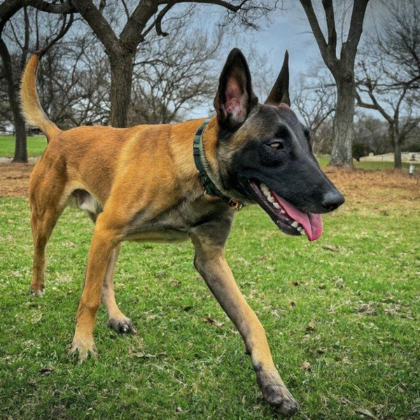 Belgian Malinois in Garland, Texas