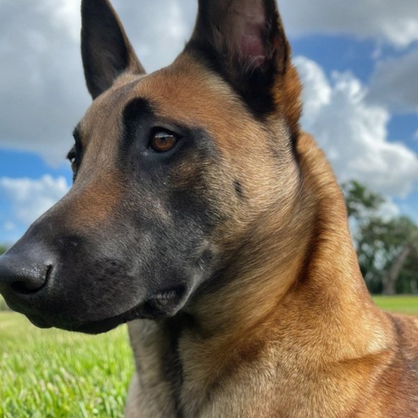 Belgian Malinois in Hialeah, Florida