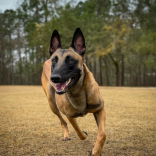 Belgian Malinois in Houston, Texas