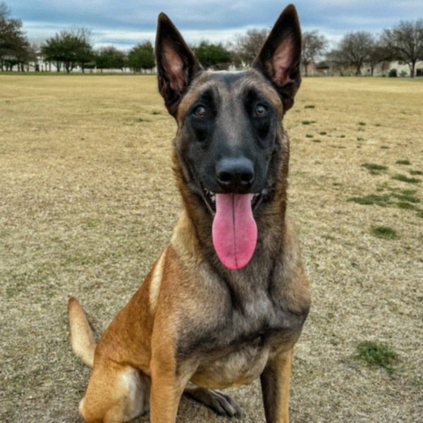 Belgian Malinois in Irving, Texas
