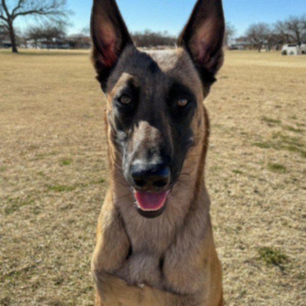 Belgian Malinois in Lubbock, Texas
