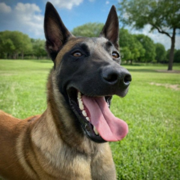 Belgian Malinois in Mckinney, Texas