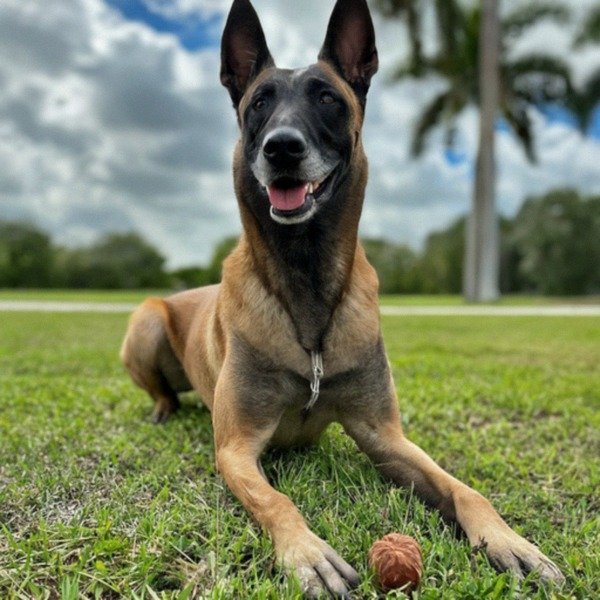 Belgian Malinois in Miami, Florida