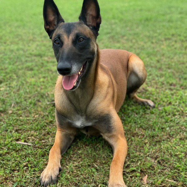 Belgian Malinois in Orlando, Florida