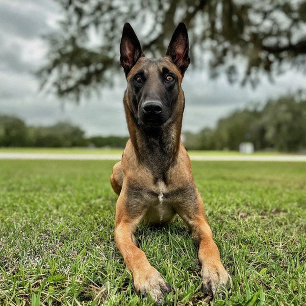 Belgian Malinois in Pembroke Pines, Florida