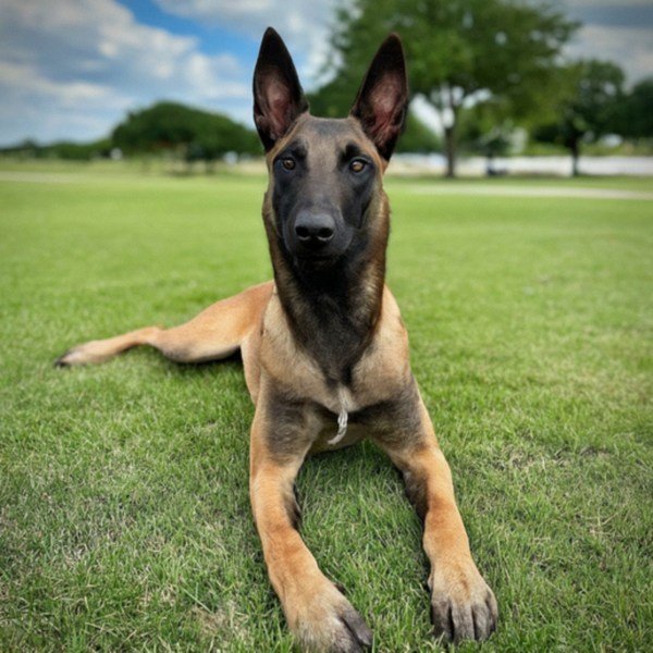 Belgian Malinois in Plano, Texas