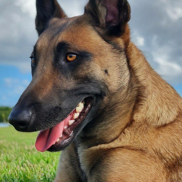 Belgian Malinois in Port St. Lucie, Florida