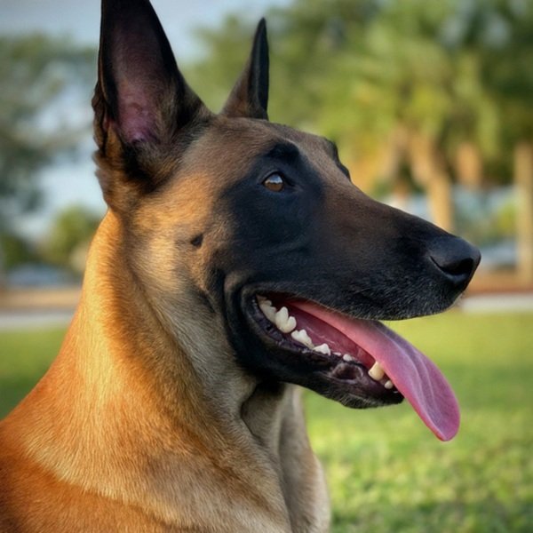 Belgian Malinois in St. Petersburg, Florida