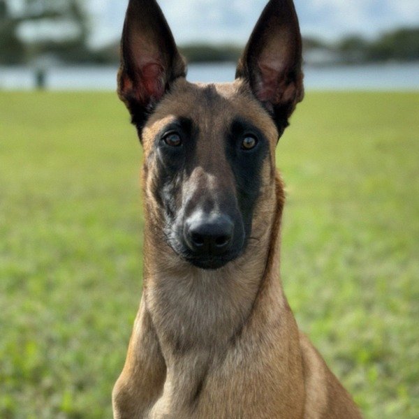 Belgian Malinois in Tampa, Florida