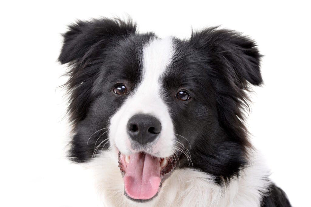How to Adopt a Border Collie in Ohio