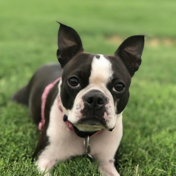 Boston Terrier in Amarillo, Texas