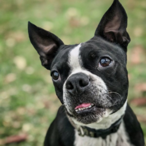 Boston Terrier in Anaheim, California