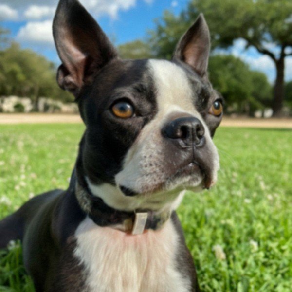 Boston Terrier in Austin, Texas