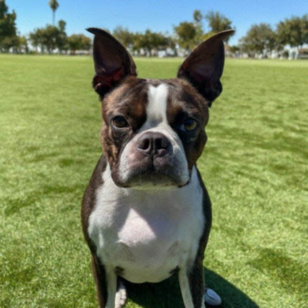 Boston Terrier in Bakersfield, California