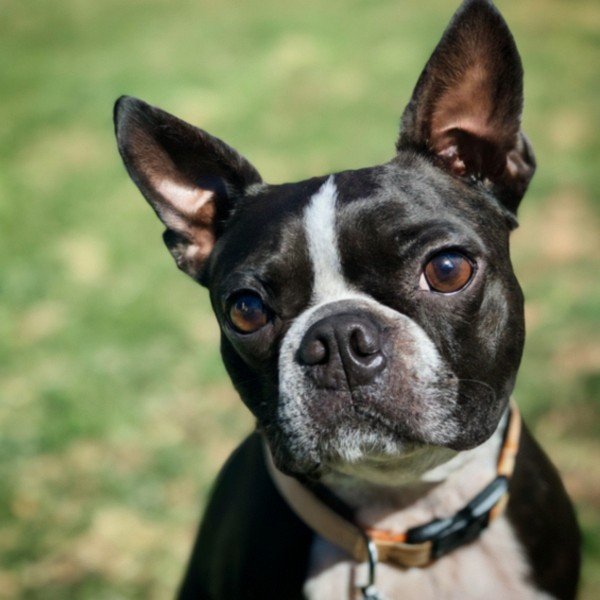 Boston Terrier in Chula Vista, California