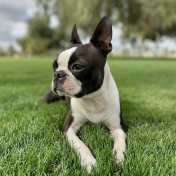 Boston Terrier in Corona, California