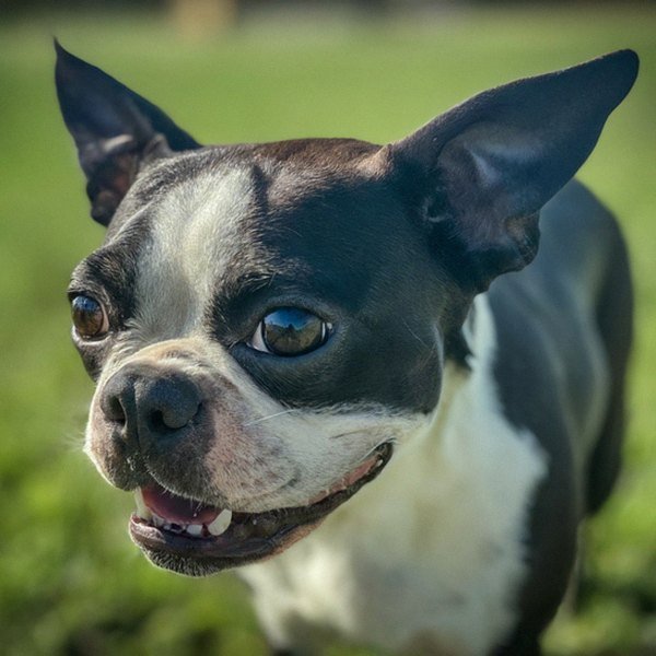 Boston Terrier in Corpus Christi, Texas