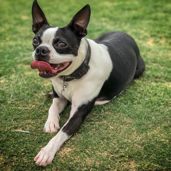 Boston Terrier in El Paso, Texas