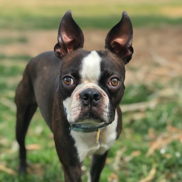 Boston Terrier in Fontana, California
