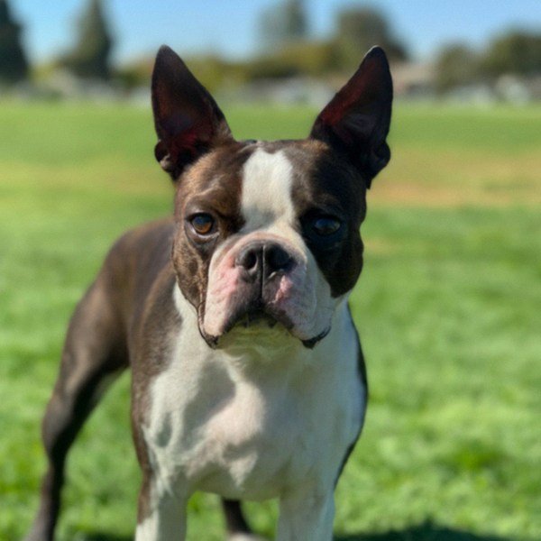 Boston Terrier in Fremont, California