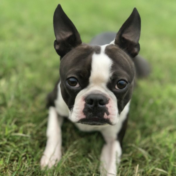 Boston Terrier in Frisco, Texas