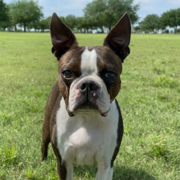 Boston Terrier in Garland, Texas