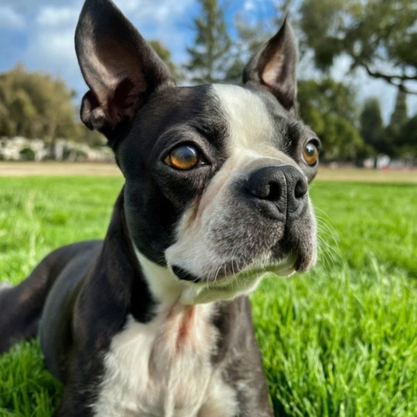 Boston Terrier in Hayward, California