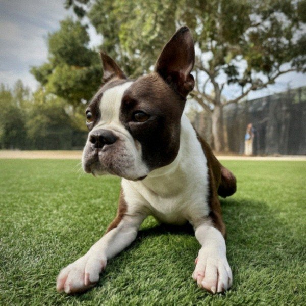 Boston Terrier in Hollywood, California