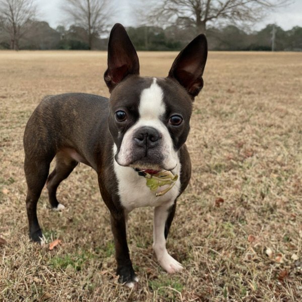 Boston Terrier in Houston, Texas