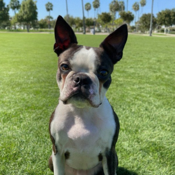 Boston Terrier in Irvine, California