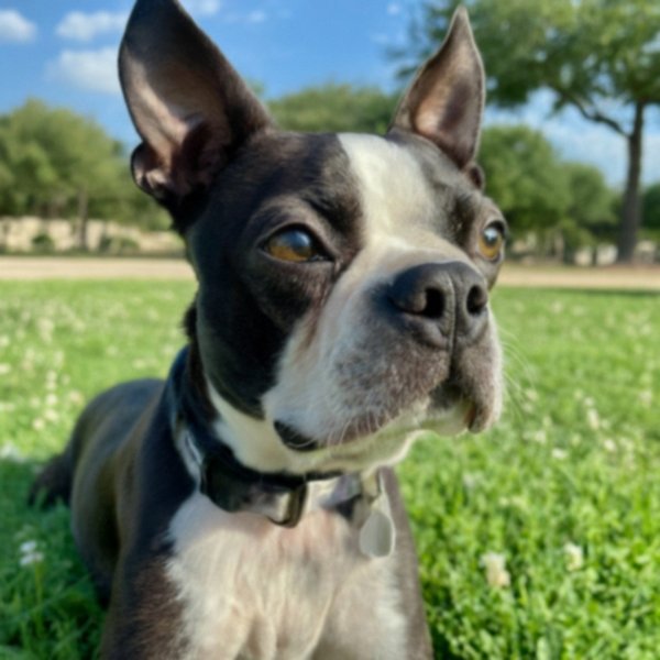 Boston Terrier in Irving, Texas