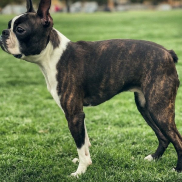 Boston Terrier in Lancaster, California