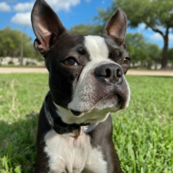 Boston Terrier in Laredo, Texas