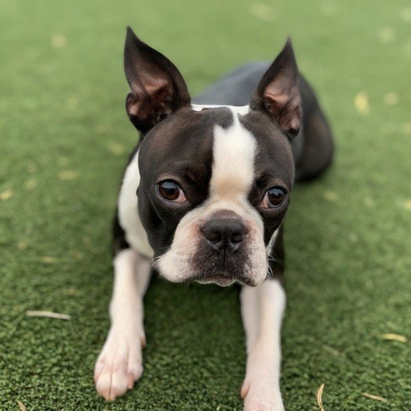 Boston Terrier in Long Beach, California