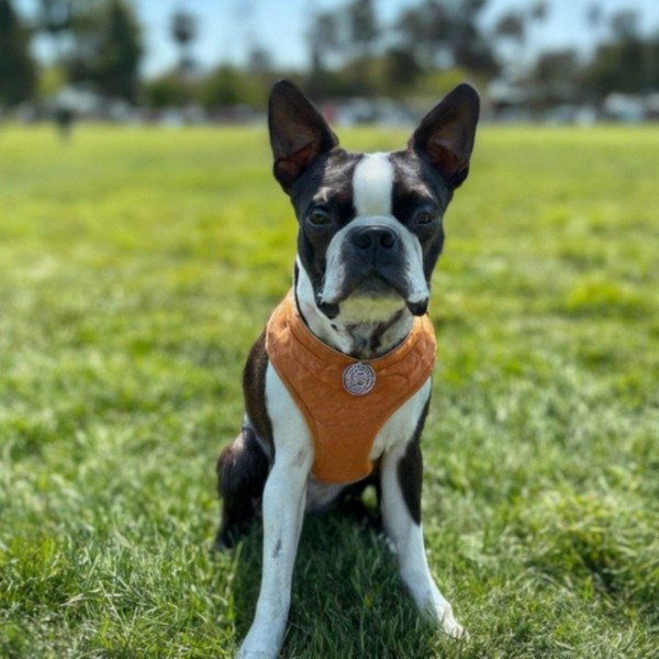 Boston Terrier in Los Angeles, California
